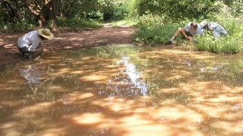 Yoosook, Anton and Daniel collecting larvae