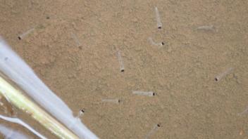 Anopheles larvae in Moheli
