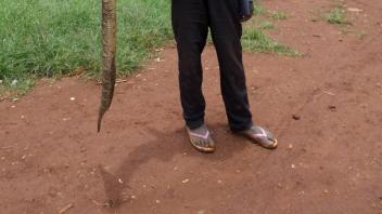Man holding a dead snake