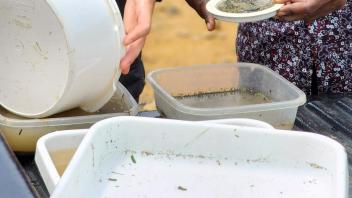 Maria and Danspaid collecting larvae in the field