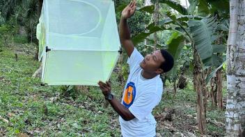 Releasing marked mosquitoes for the October MRR in the Agua Grande district of São Tomé
