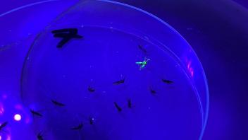Finding a marked mosquito during the October MRR in the Agua Grande district of São Tomé