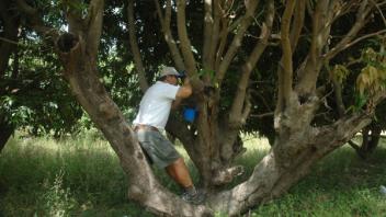 Anton Collecting