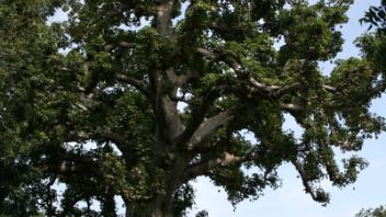 Baobab tree
