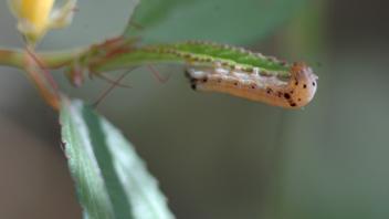 Caterpillar