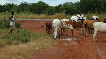 Herding cows
