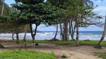 Trees on the coast