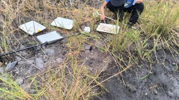 Researcher in blue shirt kneeling in marsh placing white sampling trays among tall grasses
