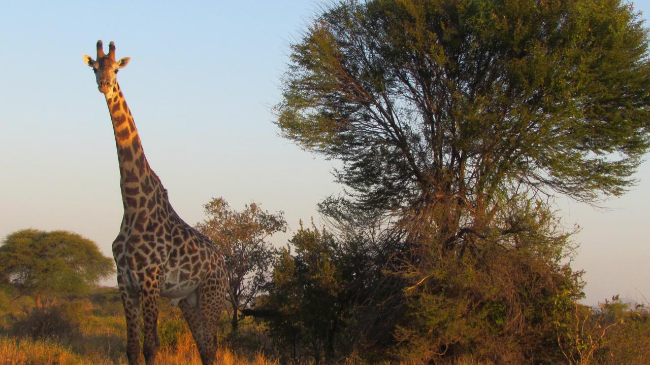 Giraffe