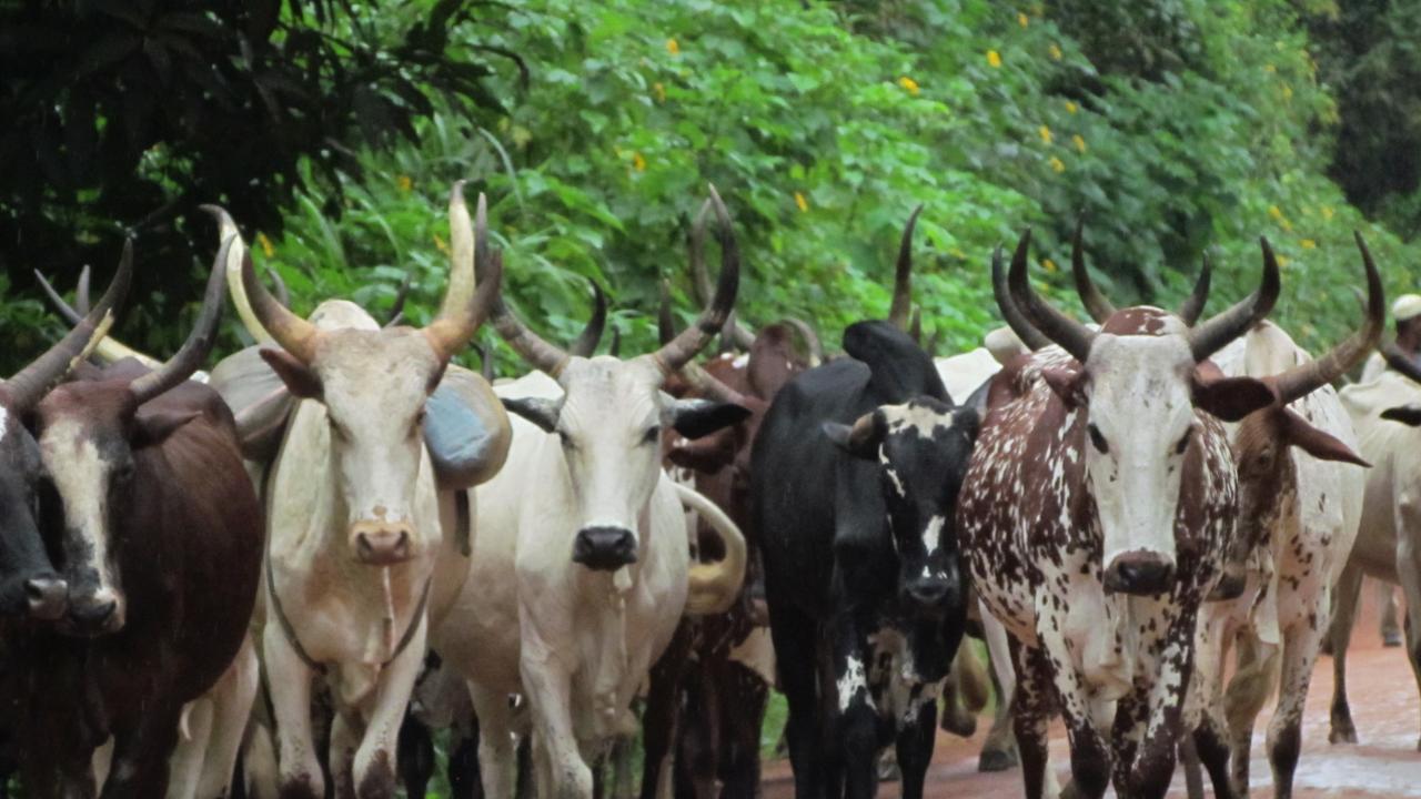 Cows filling the road