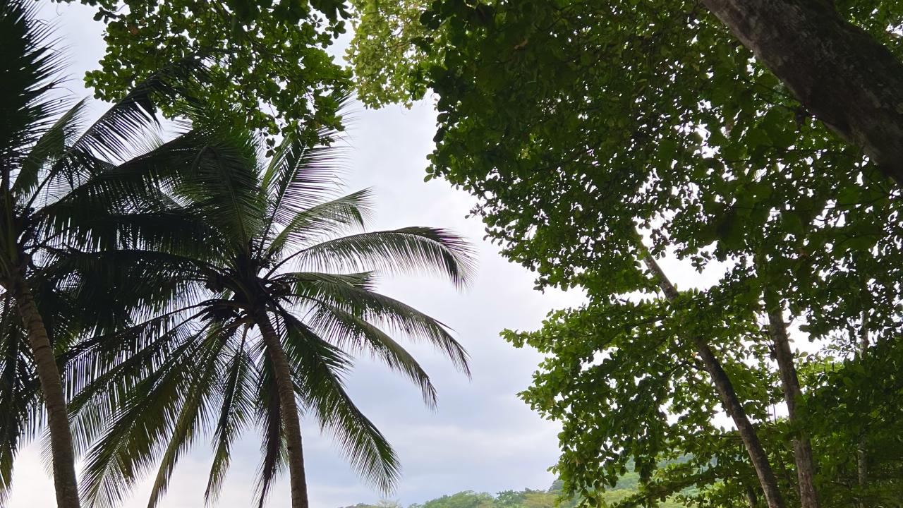 Beach and palm trees