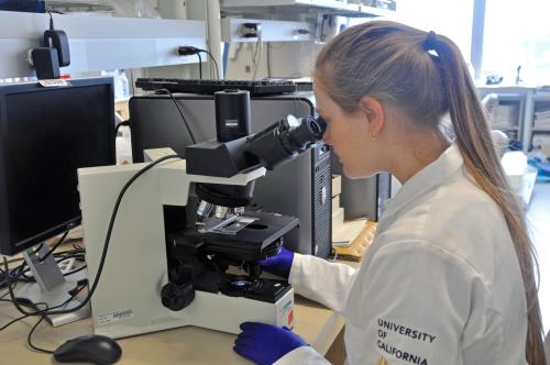A student wearing a lab coat and gloves sits at a desk looking through a microscope