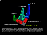Distribution of inversion karyotypes in Banambani in Mali