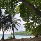 Beach and palm trees